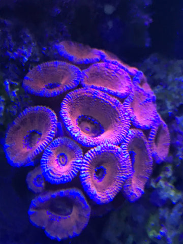 Acan colony. Red with light blue stripes