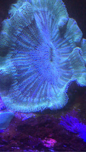 Carpet Anemone XXL